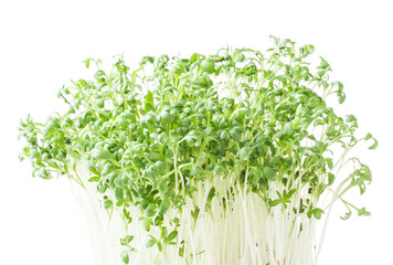 Growing micro greens cilantro sprouts isolated on white background