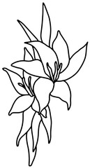Lilia flower bouquet Outline black and white drawing. Doodle style . Vector illustration
