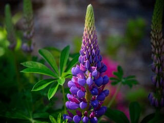 Lupin Flower