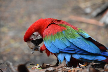 Red and green Macaw eating seeds outdoors	
