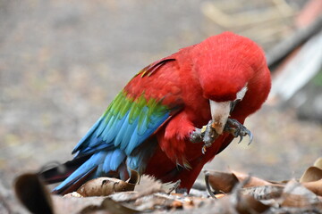 Red and green Macaw eating seeds outdoors	
