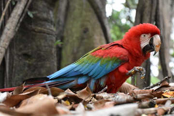 Fototapeta premium Red and green Macaw eating seeds outdoors 