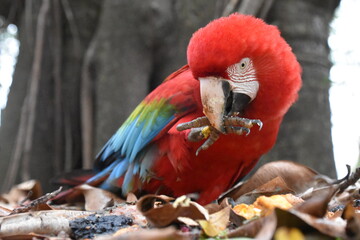 Red and green Macaw eating seeds outdoors	
