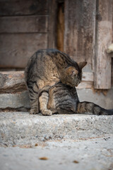 Katze / Katzenwäsche / Fellpflege