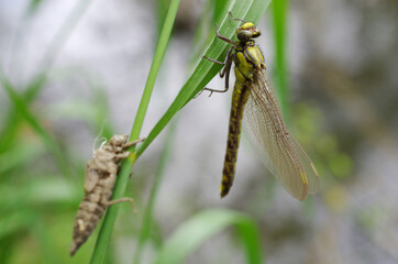 A yoke dragonfly that has just emerged from a nymph against the backdrop of a river.
