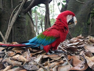 Red and green Macaw eating seeds outdoors	
