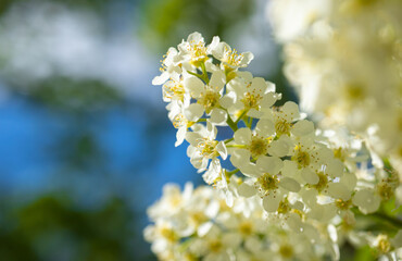 Close-up of the white blooming branches against the blue sky, beautiful spring concept