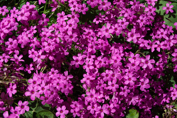 Flores rosas en el jardín en primavera
