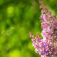 Spring blooming lilac on a background of greenery, copy space