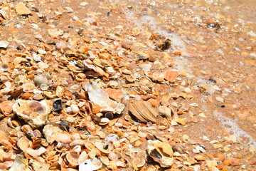 Variation of seashell at the beach, beige sandy seaside, abstract conch background, vacation summer scene, marine holiday at coastline, shell textured