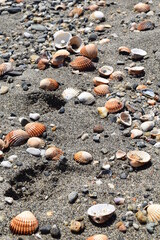 Variation of seashell at the beach, beige and grey sandy seaside, abstract conch background, vacation summer scene, marine holiday at coastline, shell textured with footprint in the sand