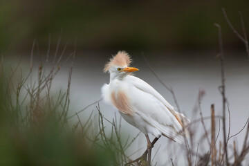 H&eacute;ron garde-boeuf Bubulcus ibis en Camargue perch&eacute; ou dans un arbe
