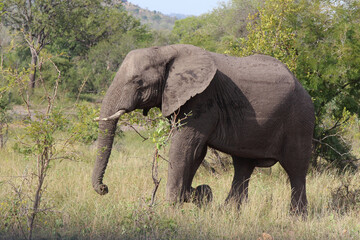 Obraz premium Afrikanischer Elefant / African elephant / Loxodonta africana