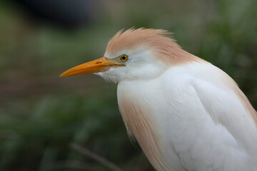 Héron garde-boeuf Bubulcus ibis en Camargue perché ou dans un arbe