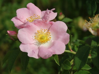 close-up shot Prairie Rose Rosa arkansana 