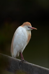 Héron garde-boeuf Bubulcus ibis en Camargue perché ou dans un arbe