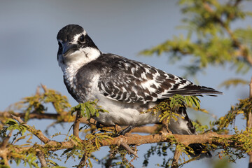 Graufischer / Pied kingfisher / Ceryle rudis