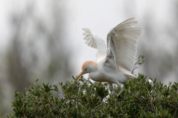 Héron garde-boeuf Bubulcus ibis en Camargue perché ou dans un arbe