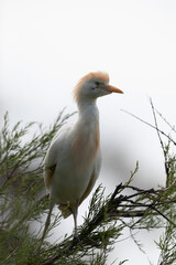 Héron garde-boeuf Bubulcus ibis en Camargue perché ou dans un arbe