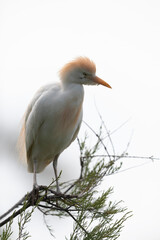 Héron garde-boeuf Bubulcus ibis en Camargue perché ou dans un arbe