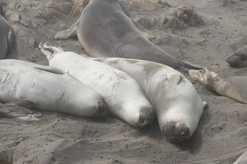 Fototapeta premium Seeelefanten beim Sandbaden