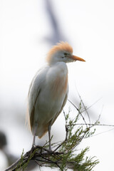 Héron garde-boeuf Bubulcus ibis en Camargue perché ou dans un arbe