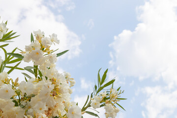 White oleander flowers on blue sky with clouds background. Copy space.