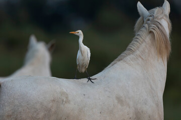 Héron garde-boeuf Bubulcus ibis en Camargue perché ou dans un arbe