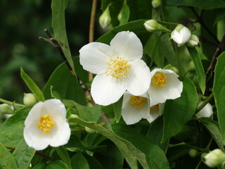 Obraz na płótnie Canvas jasmine blooming white flowers in the garden