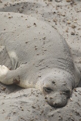 Seeelefanten beim Sandbaden