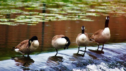 Fototapeta premium Wildlife Cute Duck Family