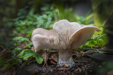 Fleecy milk cap