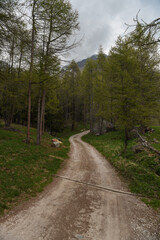 strada sterrata montagna bosco foresta 