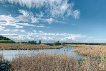 Beautiful lake with pampas grass under blue sky on a sunny day. Scenic summer landscape, selective focus