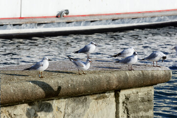 many seagulls on a stone wall in the background the blue sea, a seagull with open beak in the day without people