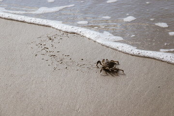 crab on the beach