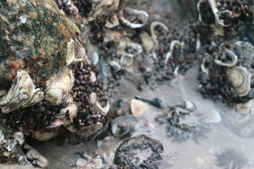 urchin on the beach
