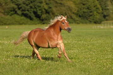 Haflinger auf Koppel