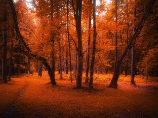 Autumn forest in the morning, a magical place, yellow and orange leaves on the trees. Autumn colors in the park. Beautiful nature for the background. 