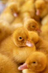 Family of Baby duck
