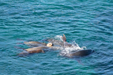 Naklejka premium South American Sea Lion, Peninsula Valdes, Patagonia Argentina