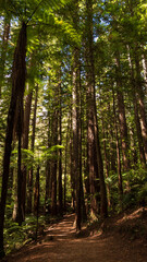 Fototapeta premium Redwood Forest View. Tall Redwood and Fern Trees. Late Summer Woods Landscape. Green Leaves. New Zealand. Late Summer Season Forest Vegetetion. Evening in the Woods.