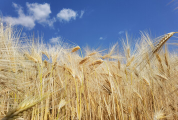 wheat ripe yellow sky blue  in summer