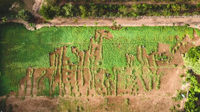 4k aerial time lapse of farmers cultivating peanuts in a village land in Tanjore, Tamil Nadu, India