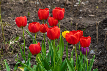 Russia. May 19, 2021. Bright tulips bloomed in the courtyards of Kronstadt.