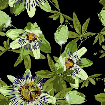 Passionflower passiflora tropical flowers with leaves and buds. Seamless pattern on the black backgroung.