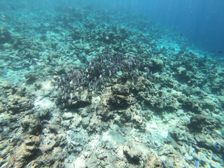 Fototapeta na wymiar Schools of colorful tropical fish swimming around corals in a tropical reef in Maldives.