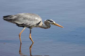 Afrikanischer Graureiher / Grey heron / Ardea cinerea