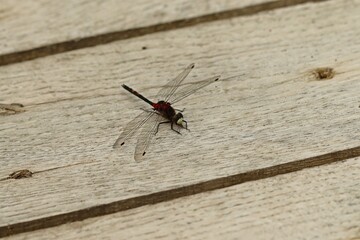 Männliche Kleine Moosjungfer (Leucorrhinia dubia)