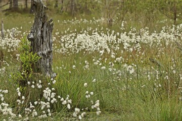 Fruchtendes Scheiden-Wollgras (Eriophorum vaginatum) im Pietzmoor